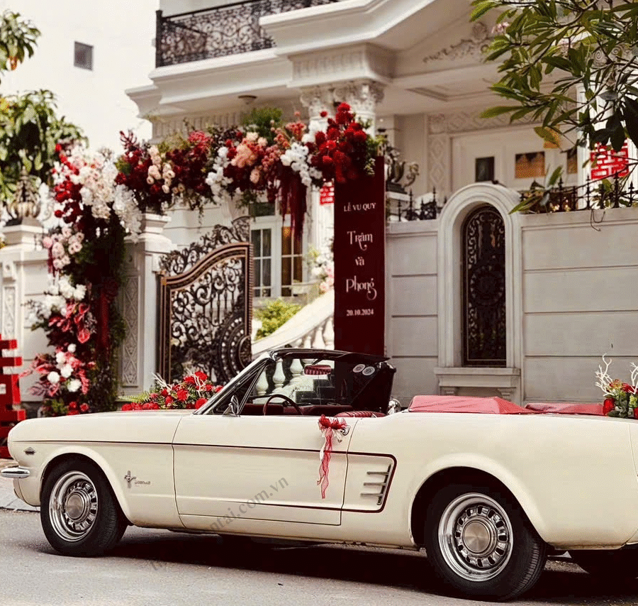 Xe Hoa Mui Trần Mustang Cổ Trắng
