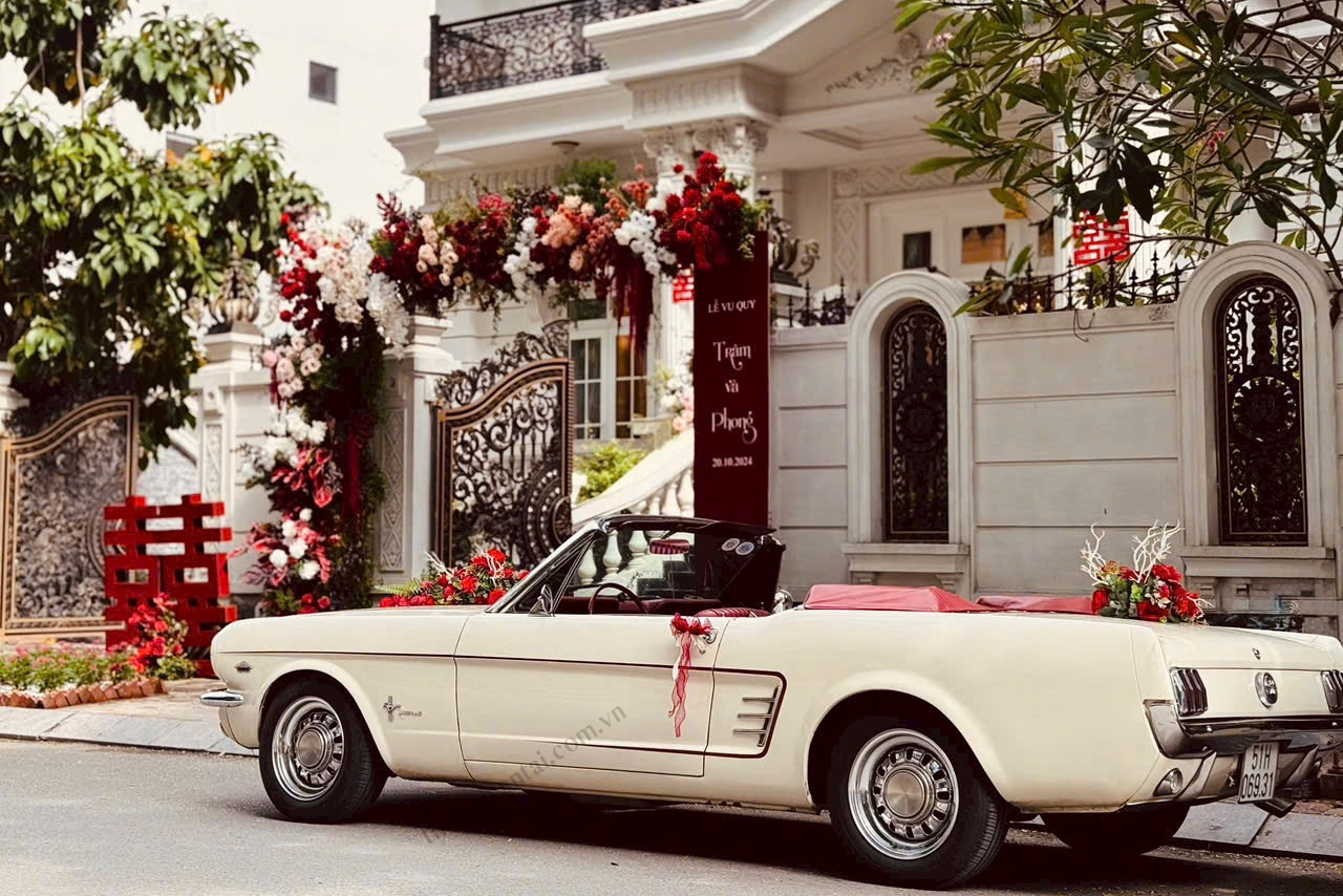 Xe Hoa Mui Trần Mustang Cổ Trắng Xe Hoa Mui Trần Mustang Cổ Trắng